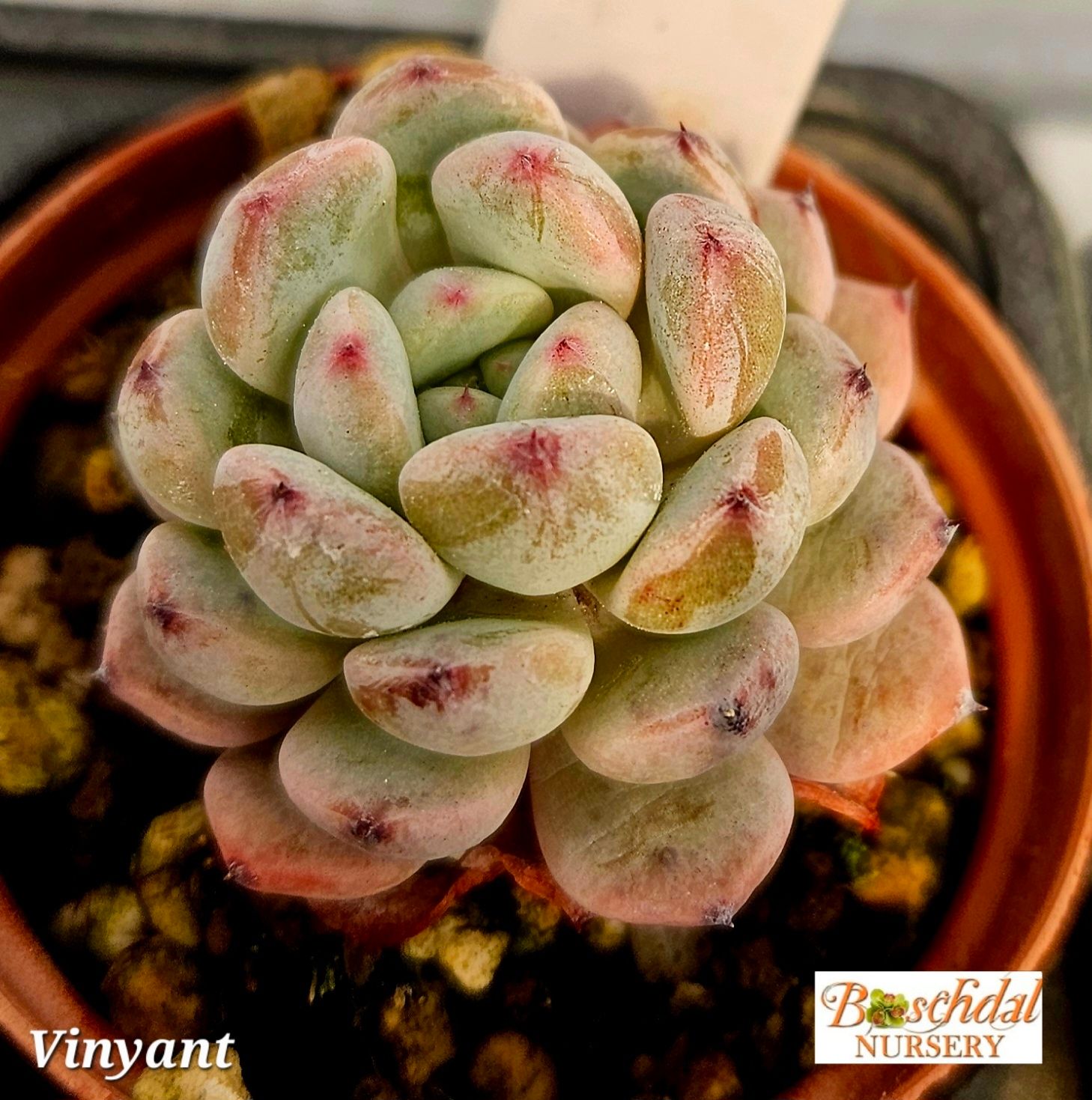 Echeveria Vinyant