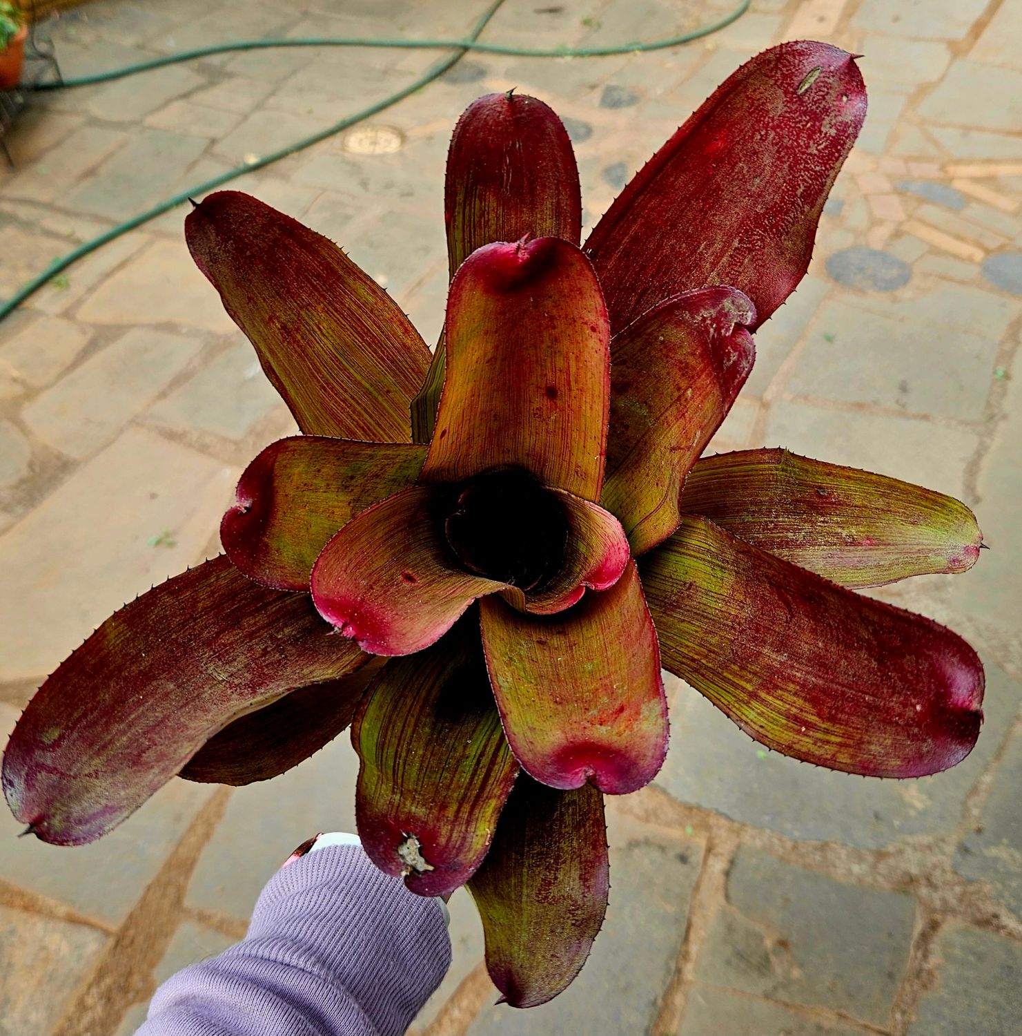 Neoregelia Song Lines