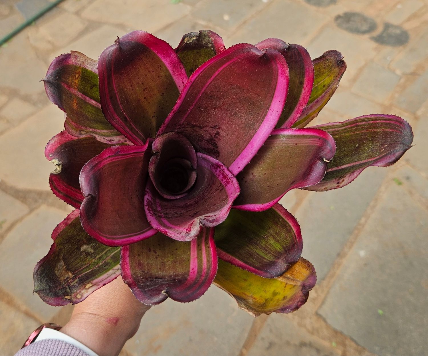 Neoregelia Sister Janet