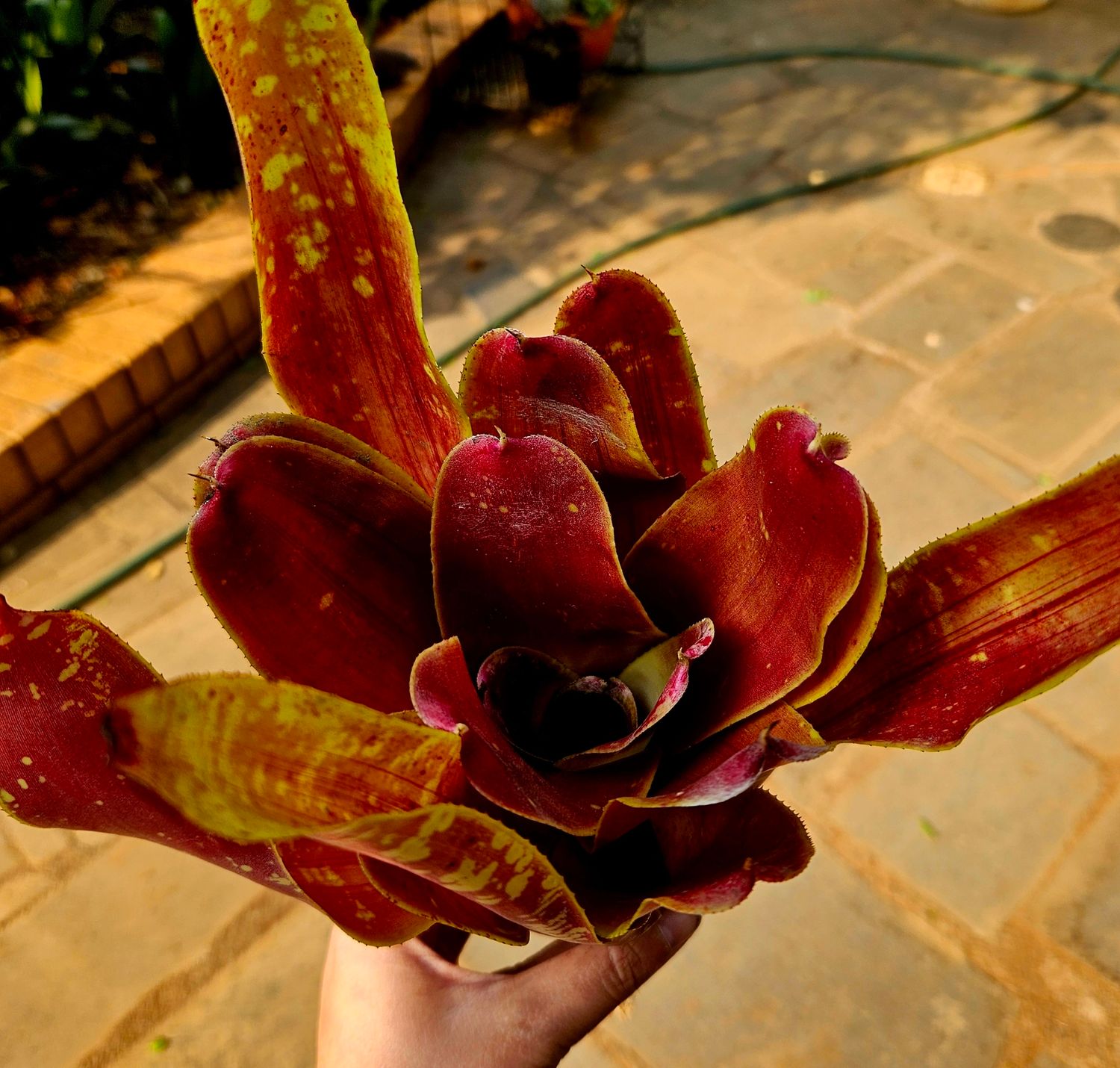 Neoregelia Maya