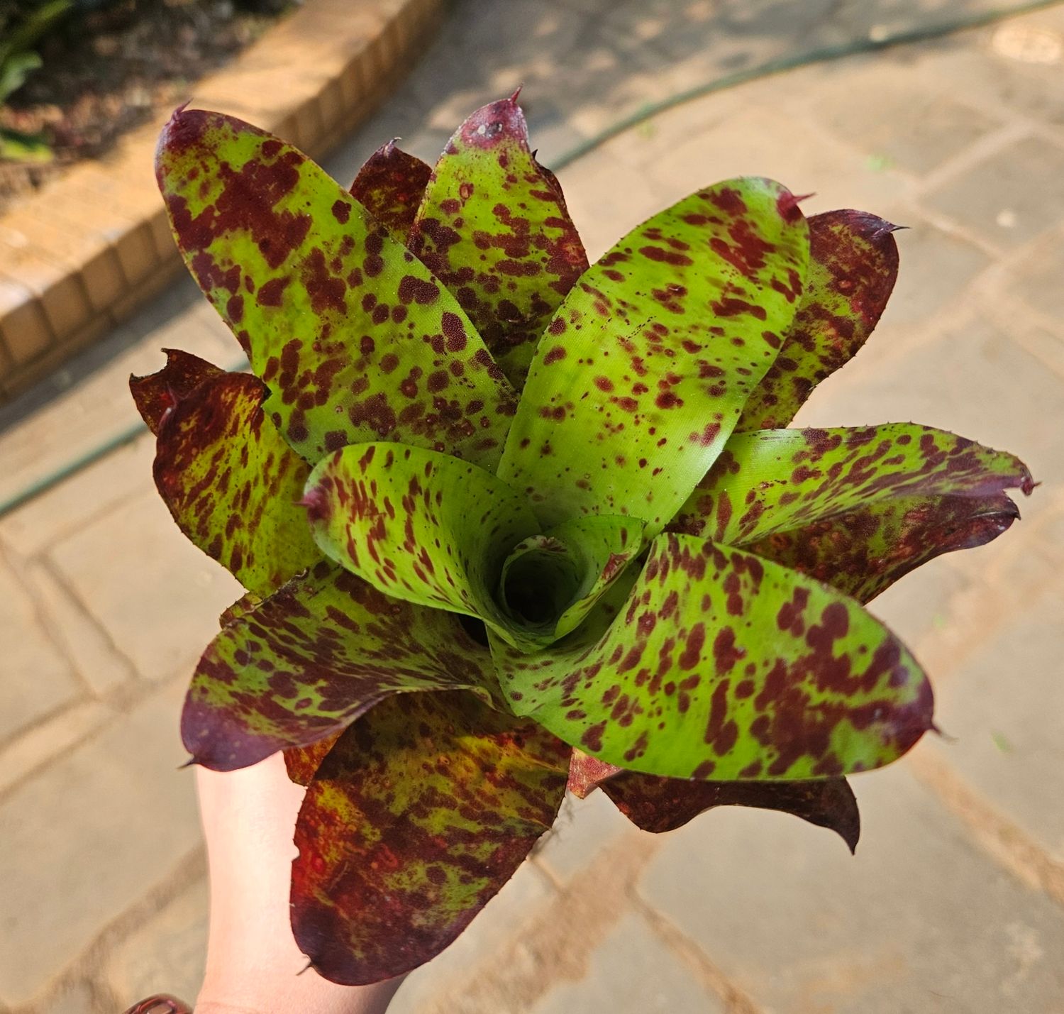 Neoregelia Big O
