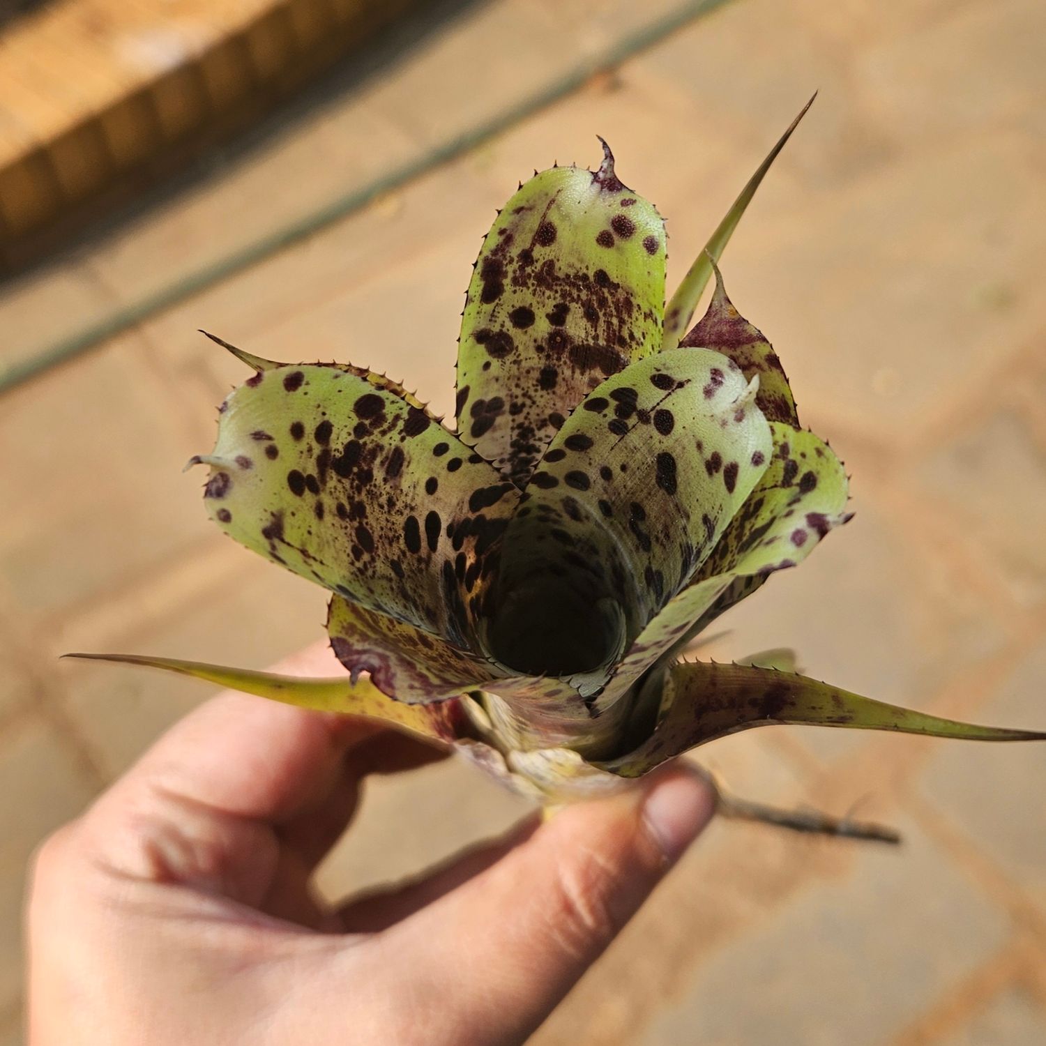 Neoregelia Pauciflora