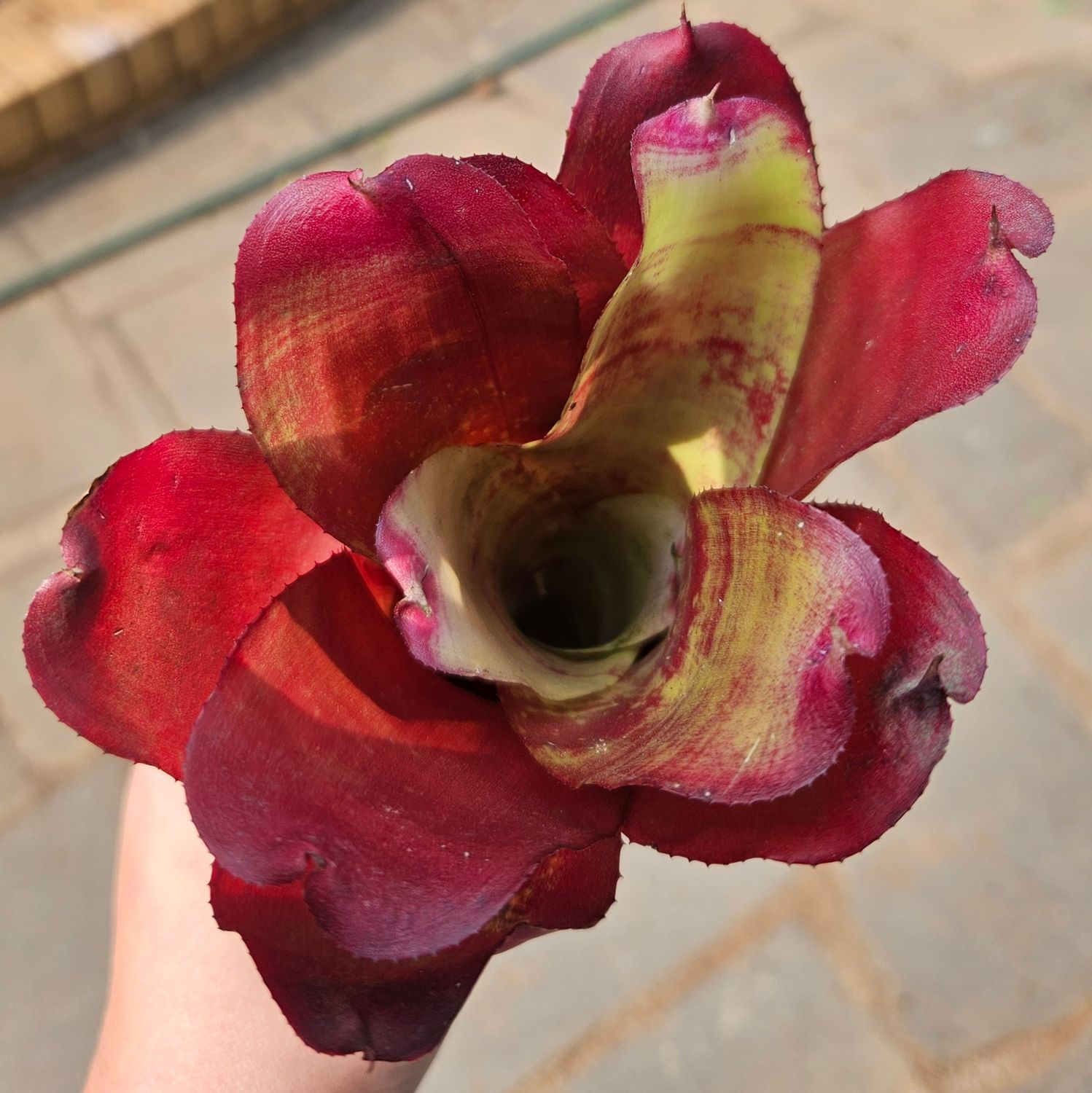 Neoregelia Strawberry Jamboree