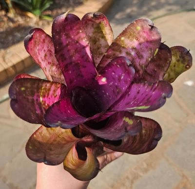 Neoregelia Midnight Marble