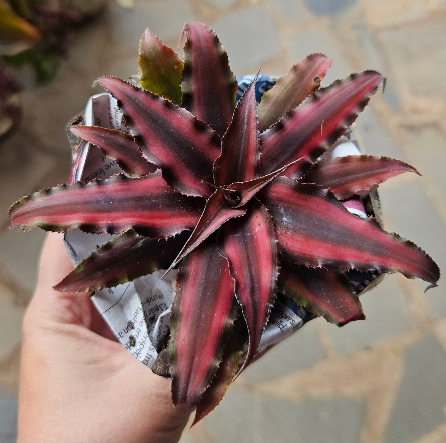 Cryptanthus Bivittatus Ruby