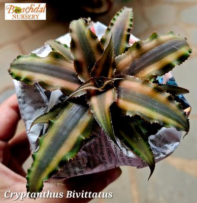 Cryptanthus Bivittatus