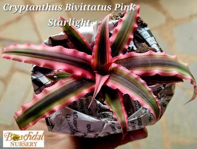 Cryptanthus Bivittatus Pink Starlight