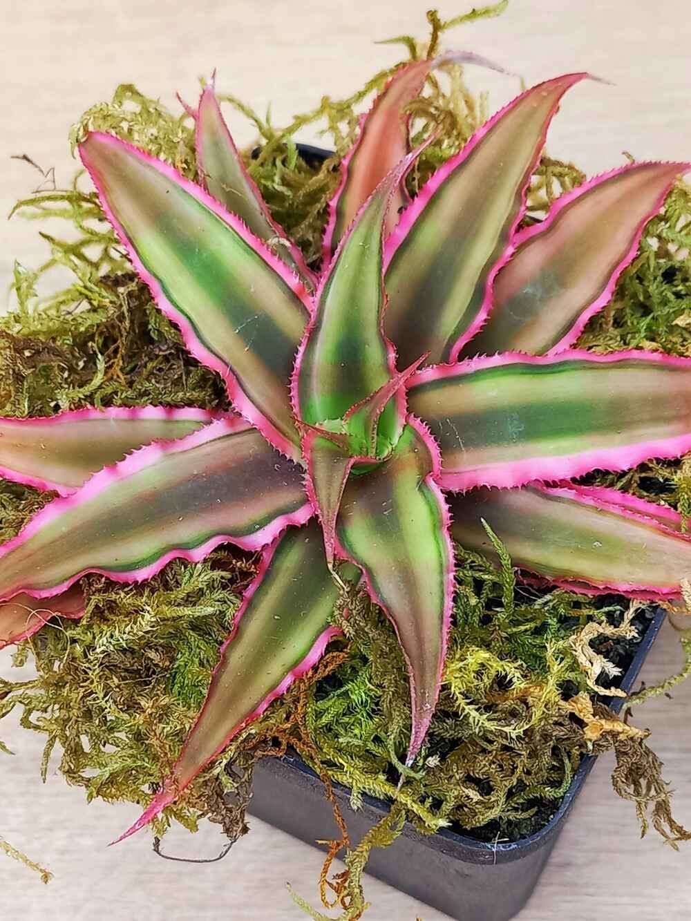 Cryptanthus Hybrid Cryptanthus Hybrid
