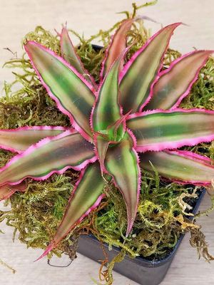 Cryptanthus Hybrid