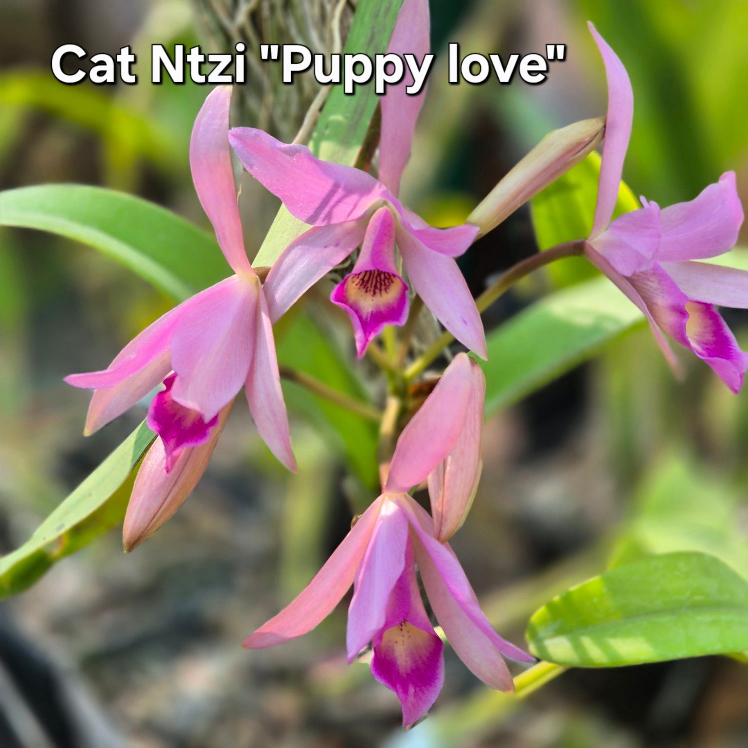 LC puppy love &quot; nitzi&quot;