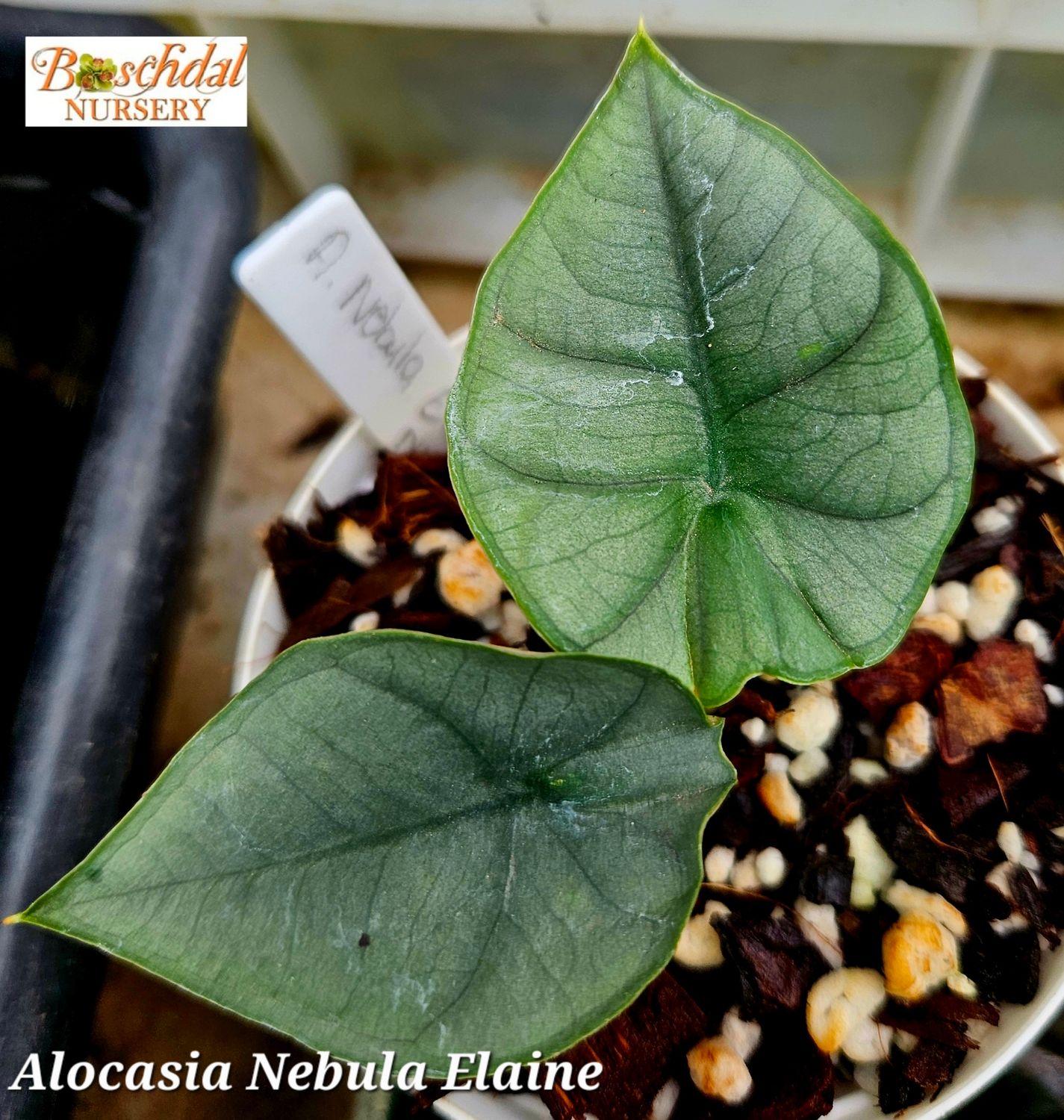 Alocasia Nebula Elaine