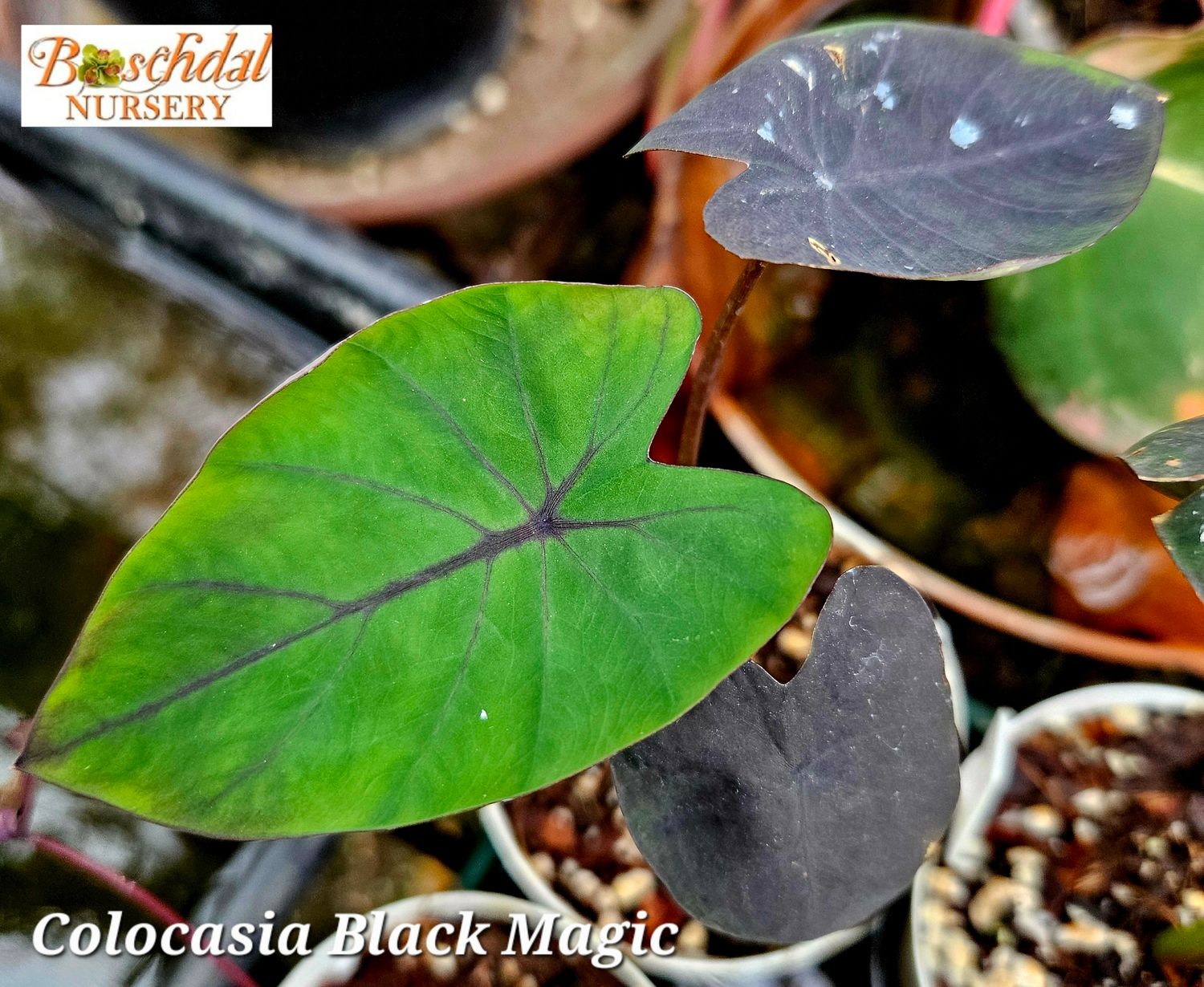Colocasia Black Magic