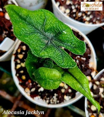 Alocasia Jacklyn Alocasia Jacklyn