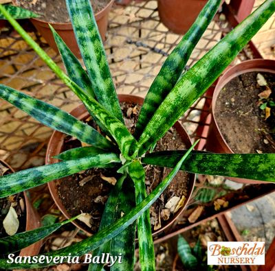 Sansevieria Ballyi