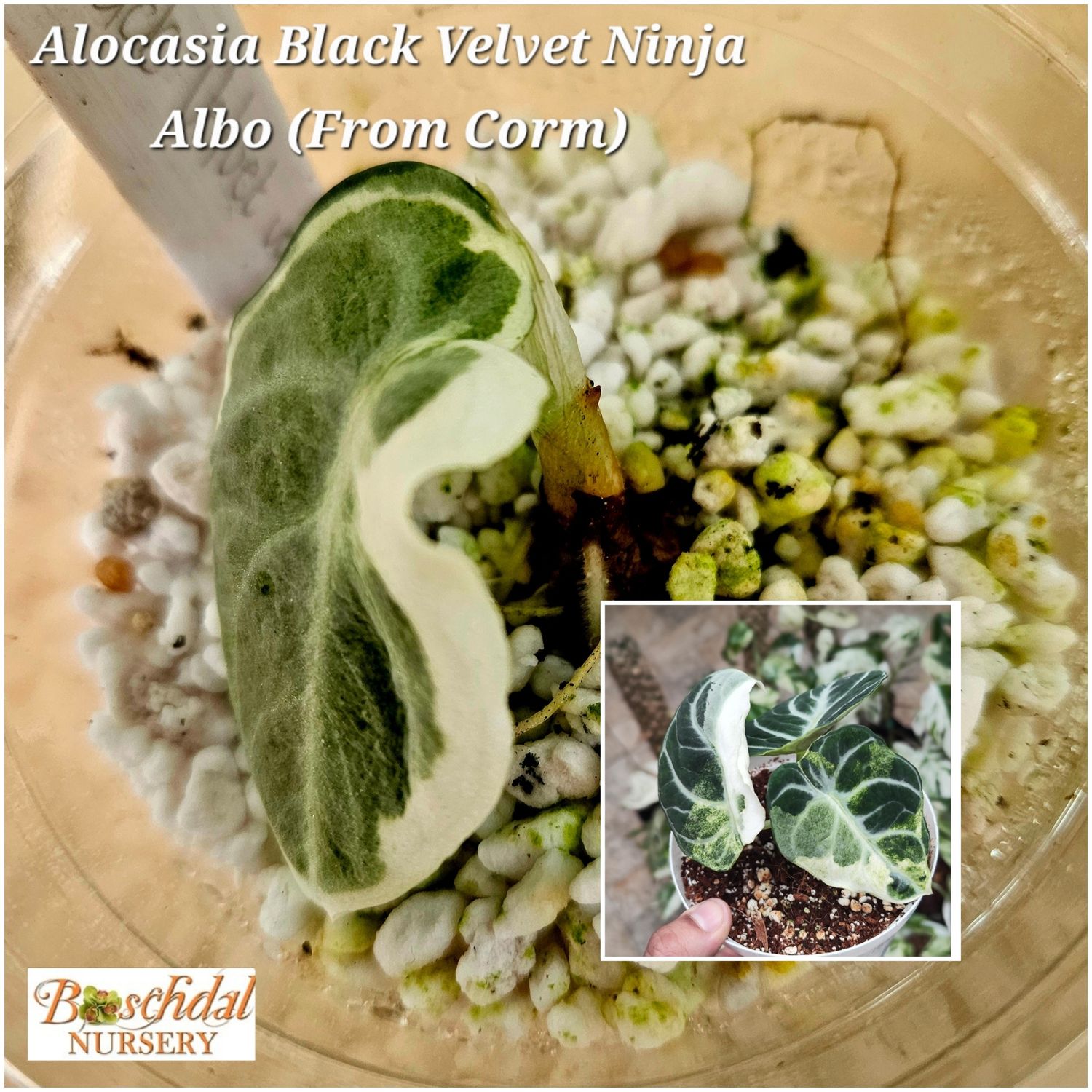 Alocasia Black Velvet Ninja Variegated