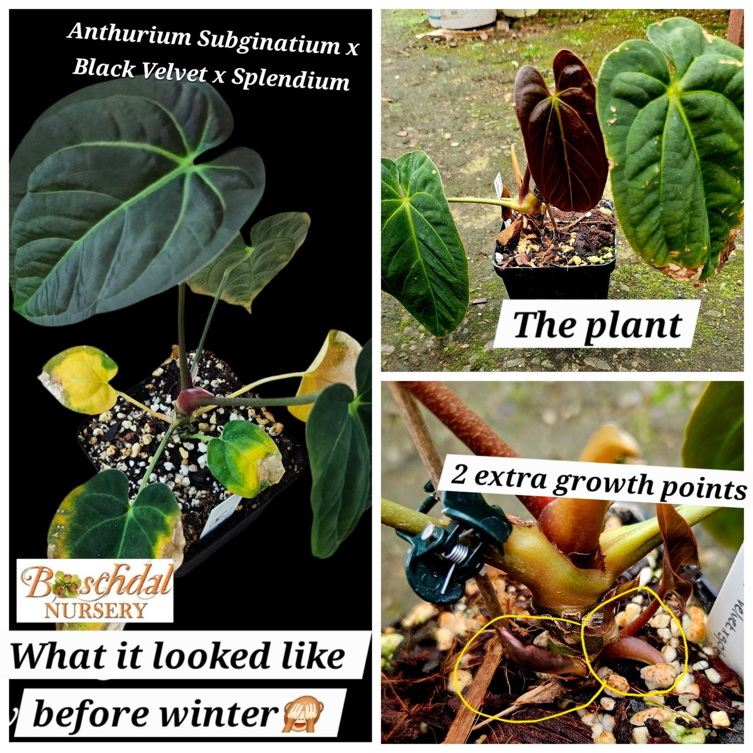 Anthurium Subginatium x Black Velvet x Splendium Anthurium Subginatium x Black Velvet x Splendium