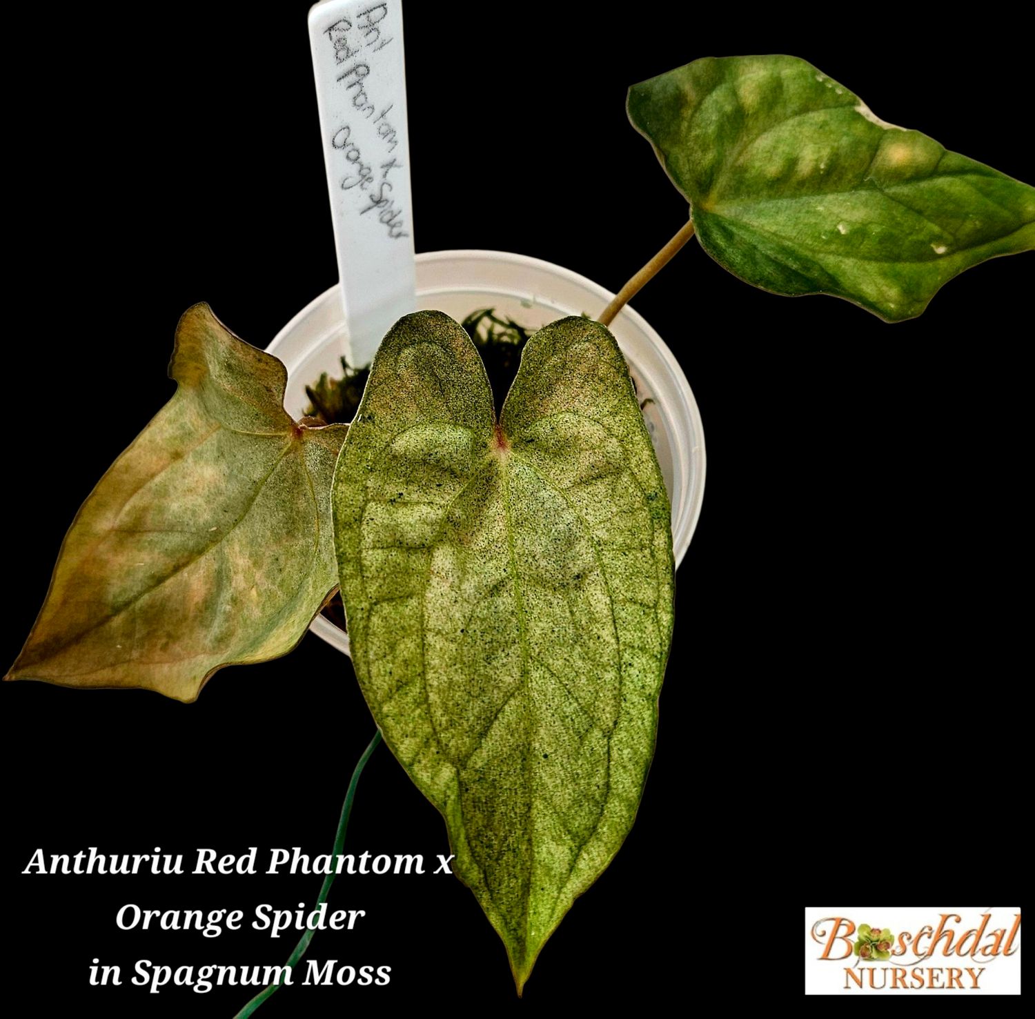 Anthurium Red Phantom x Orange Spider