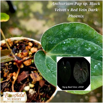 Anthurium Pap SP Black Velvet x RDVP Anthurium Pap SP Black Velvet x RDVP