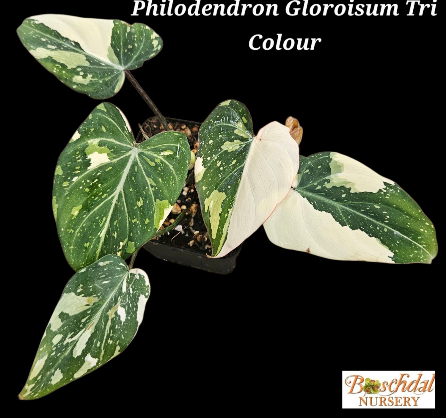 Philodendron Gloroisum Tri Colour Variegated