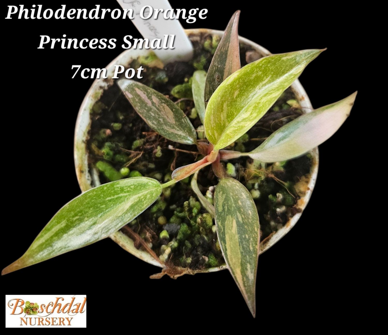 Philodendron Orange Princess Small 7.5cm pot