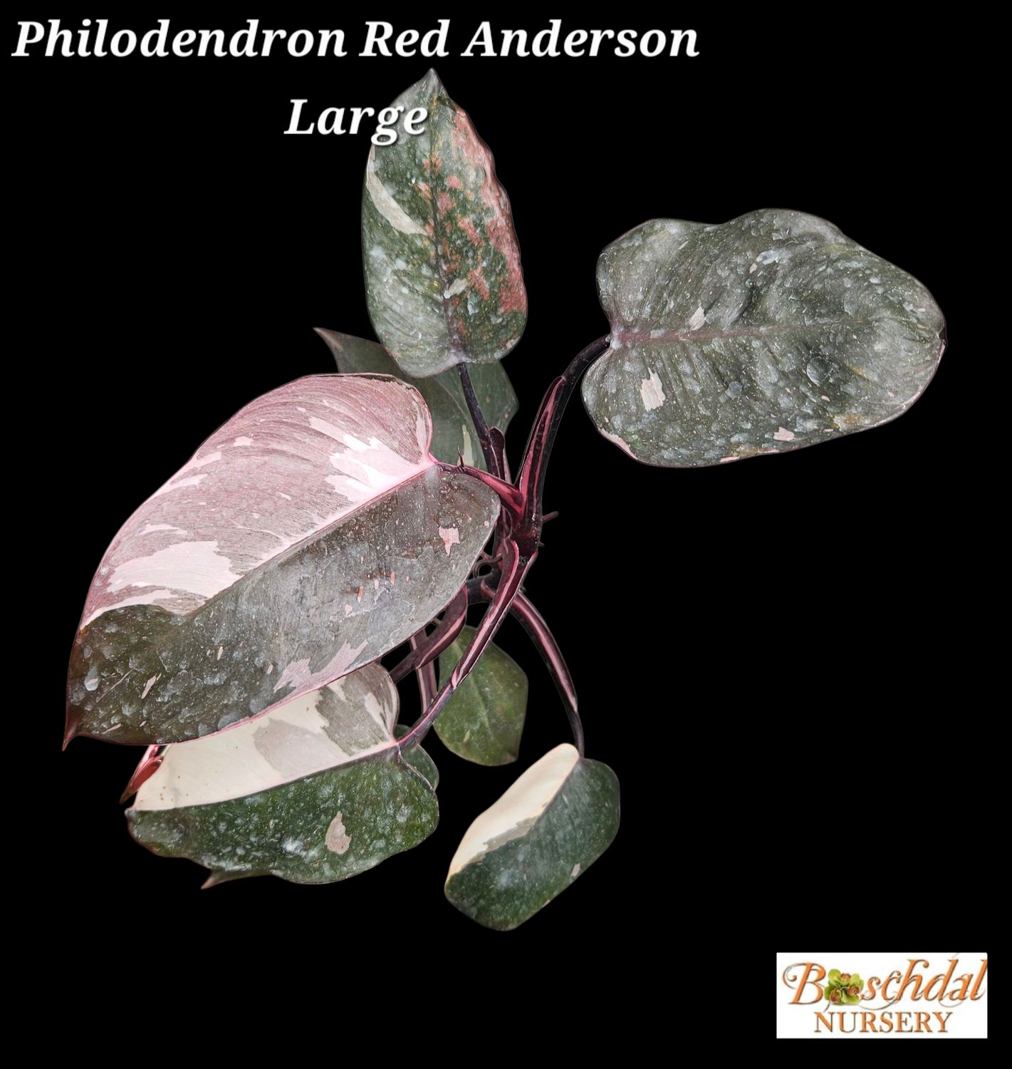 Philodendron Red Anderson Large