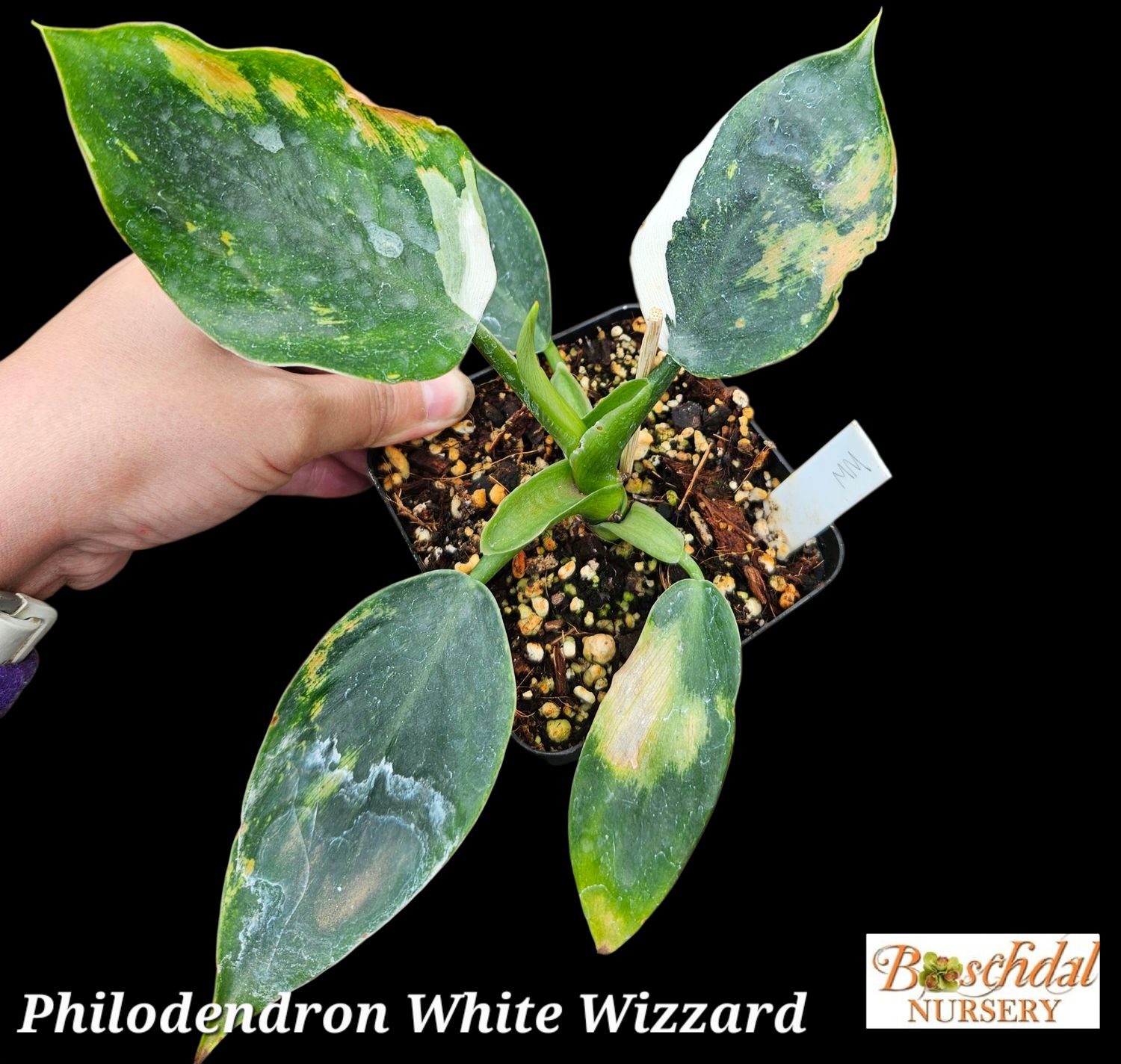 Philodendron White Wizard WW1