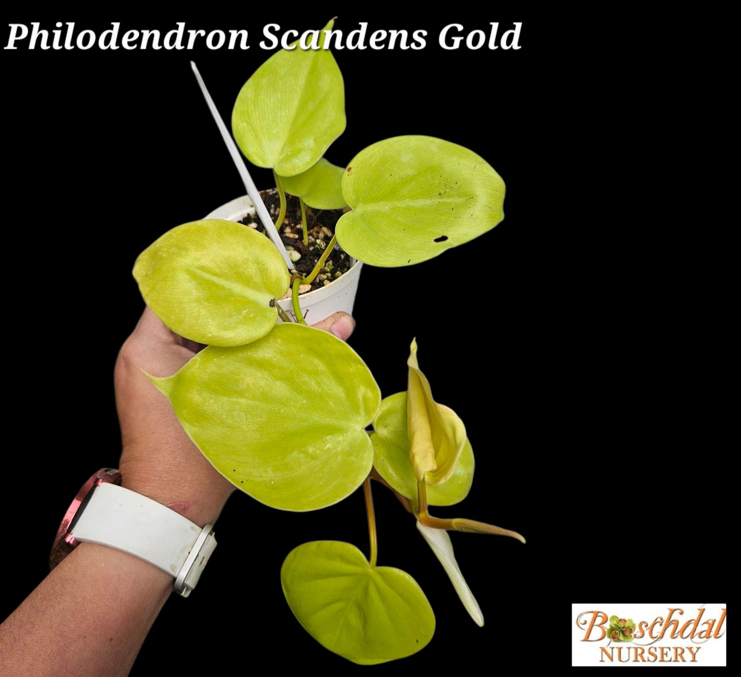 Philodendron Scandens Gold