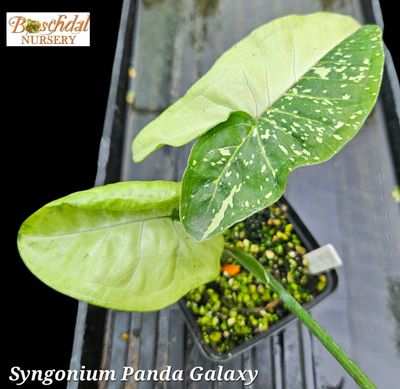 Syngonium Panda Galaxy