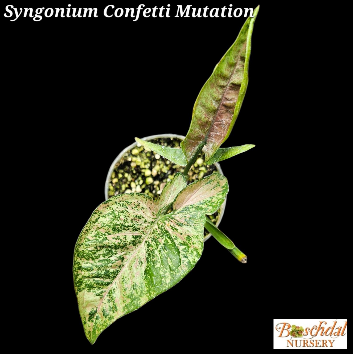 Syngonium Confetti Mutation
