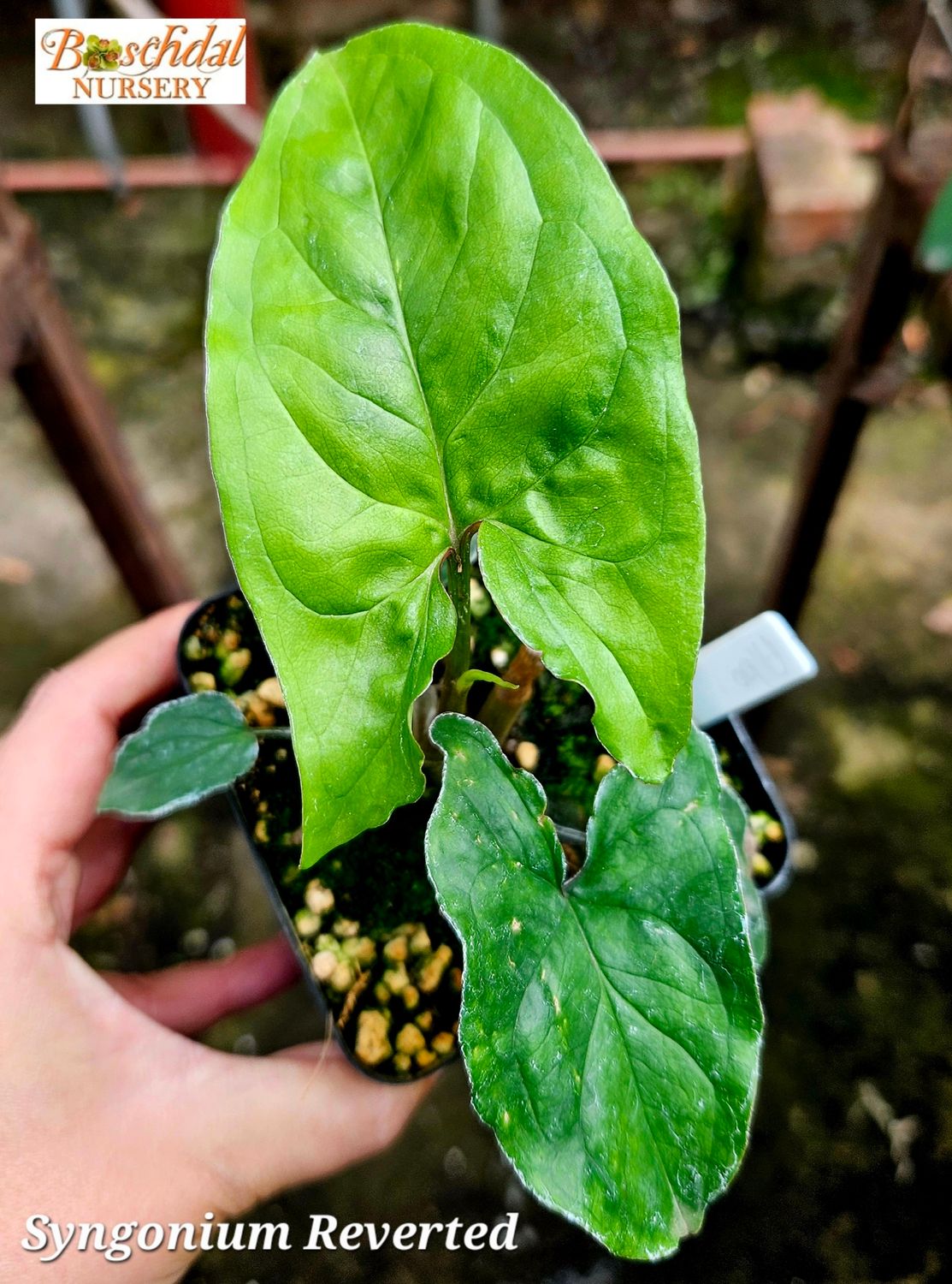 Syngonium Green