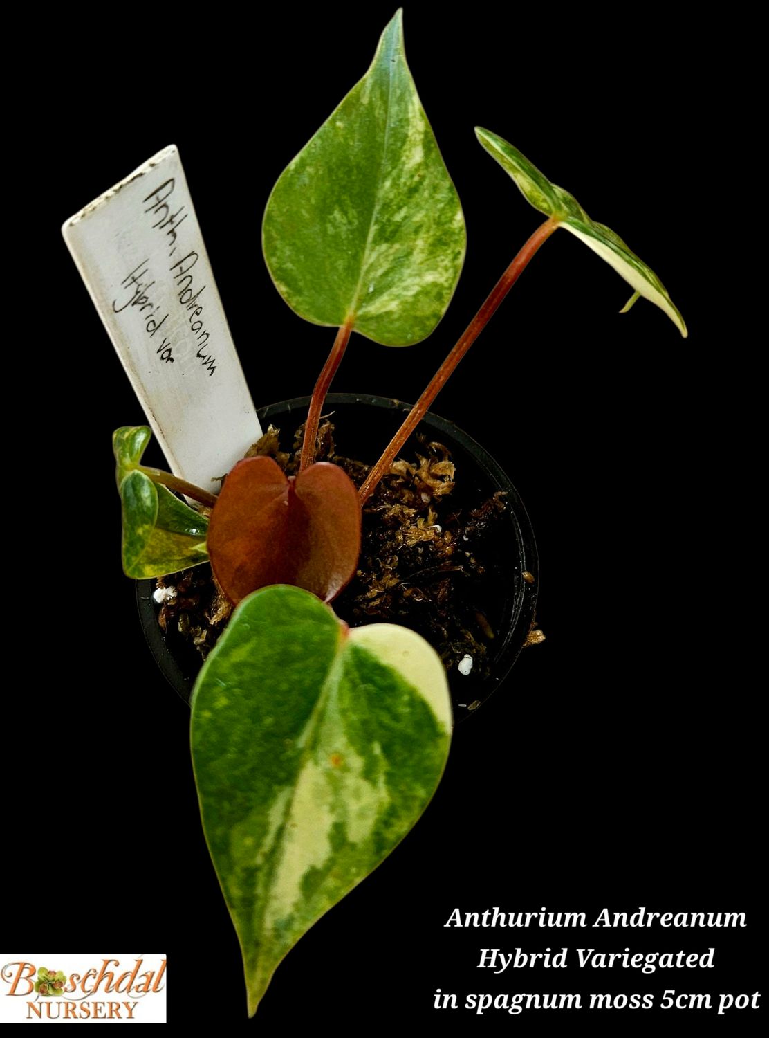 Anthurium Andreanum Hybrid Variegated