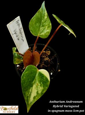 Anthurium Andreanum Hybrid Variegated Anthurium Andreanum Hybrid Variegated