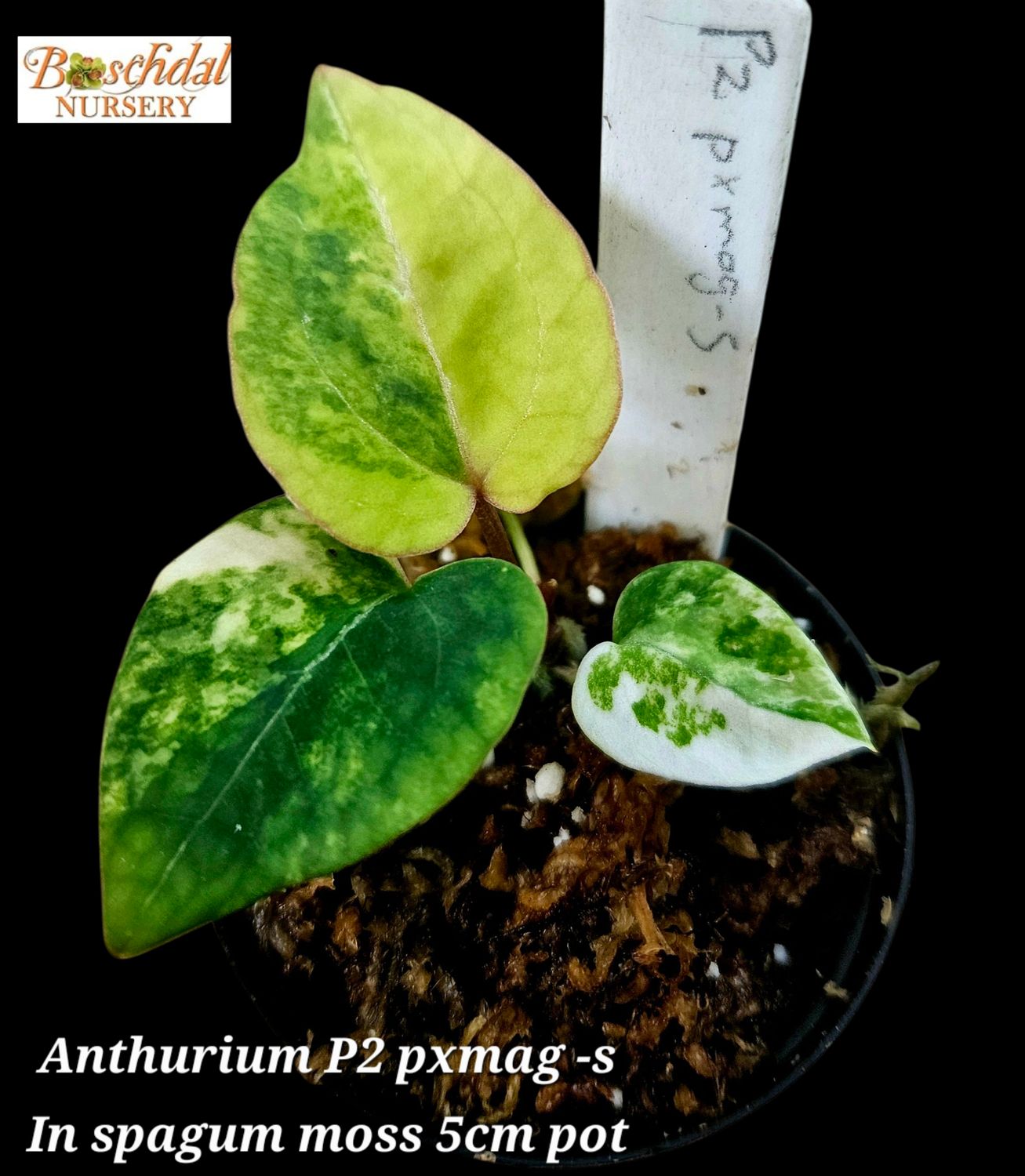 Anthurium P2 p x mag- s Variegated