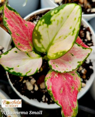 Aglaonema Auspicios Red Aglaonema Auspicios Red
