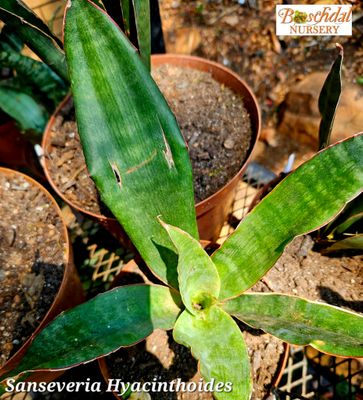 Sanseviera Hyacinthoides