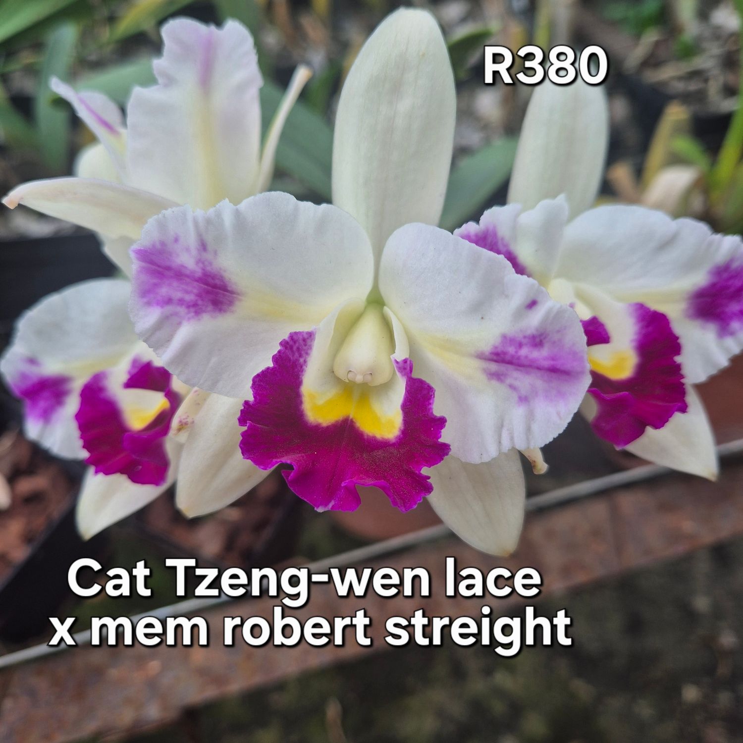 Cat Tzeng- wen lace x mem Robert streight