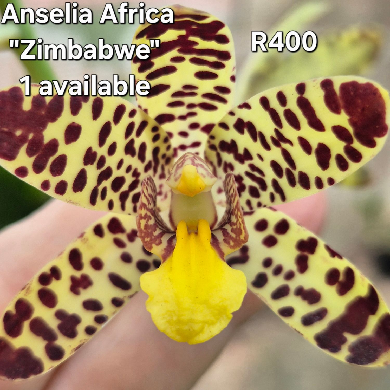 Anselia Africa from Zimbabwe