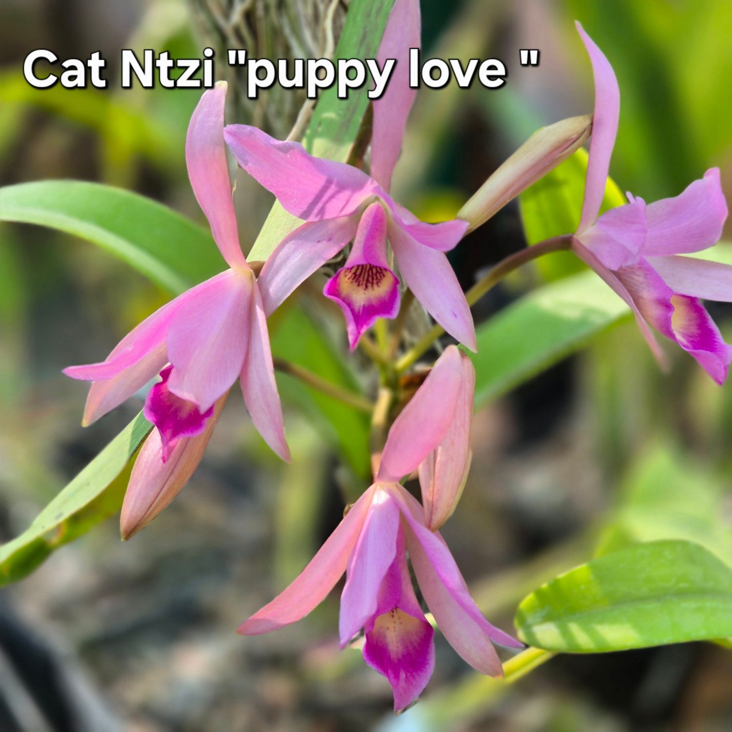 Cattleya Ntzi &quot;puppy love&quot;