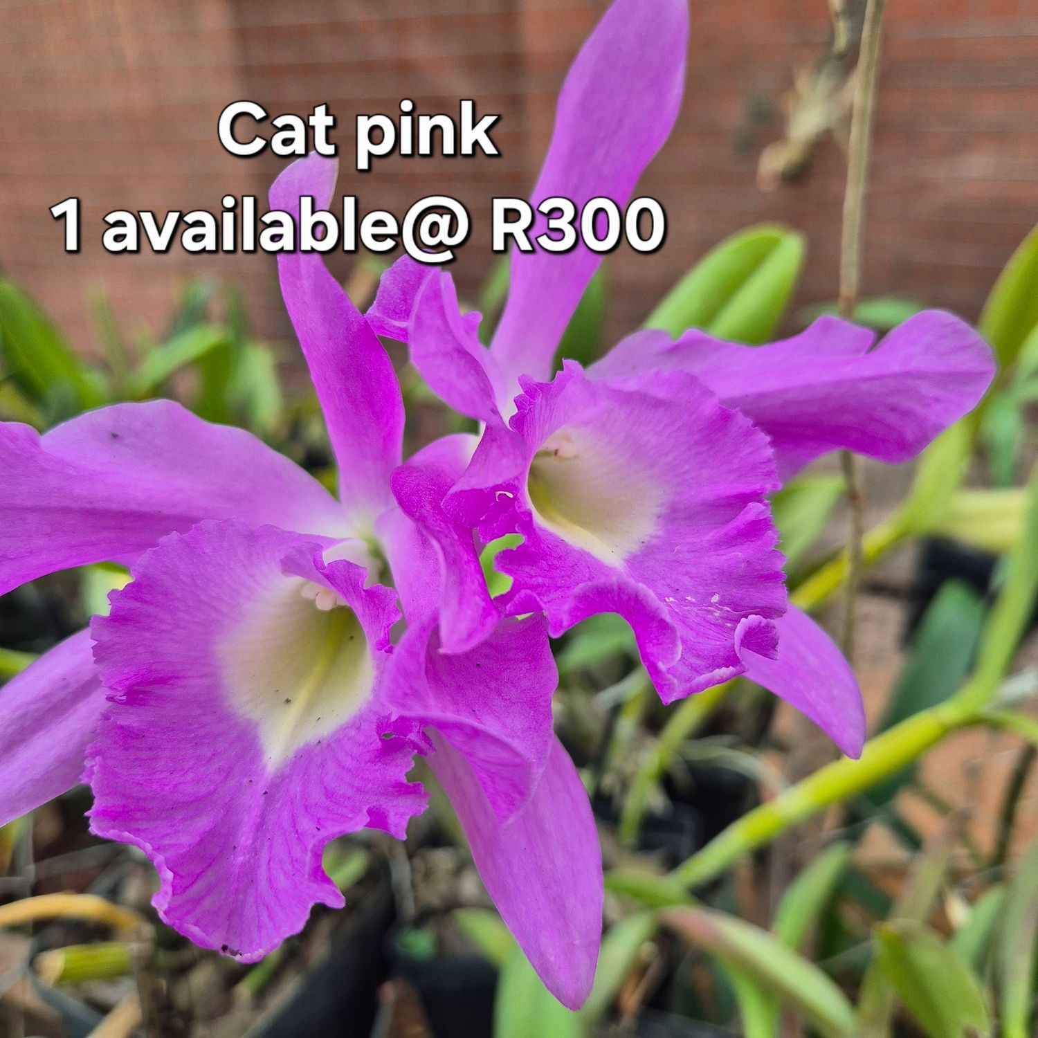 Cattleya pink NOID