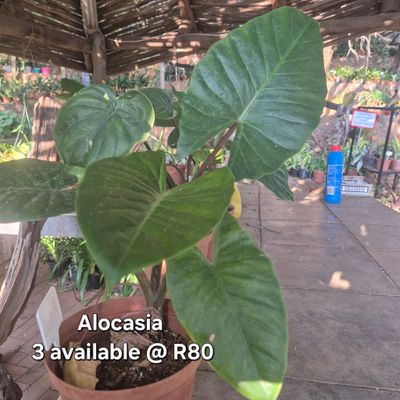 ALOCASIA