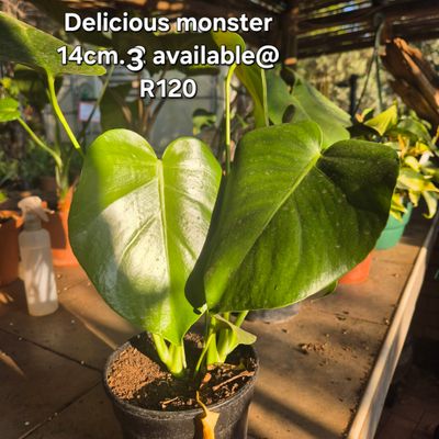 Monstera delicious monster 14cm