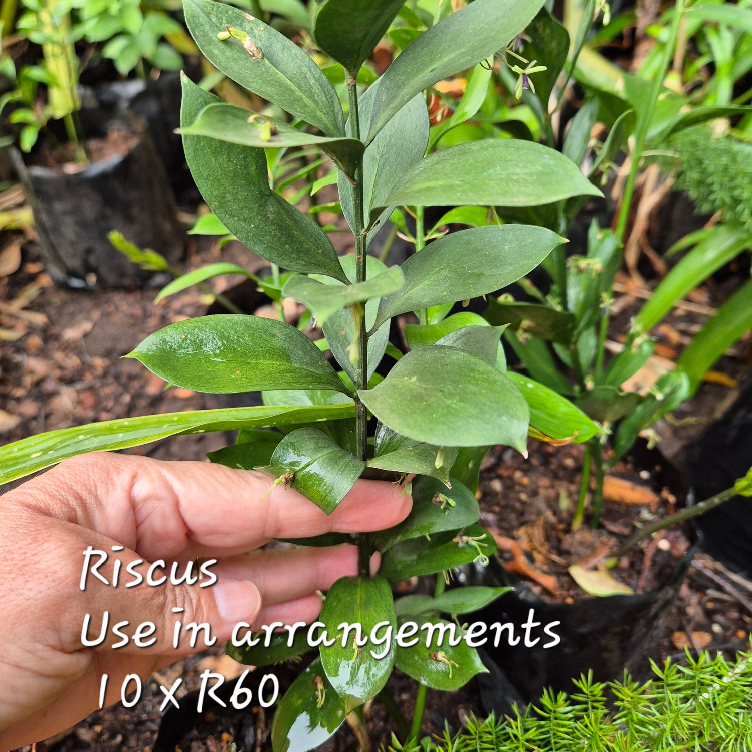 Riscus