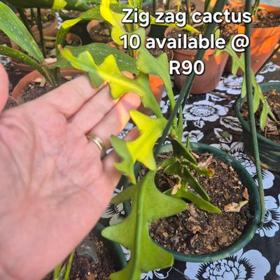 Zig zag cactus