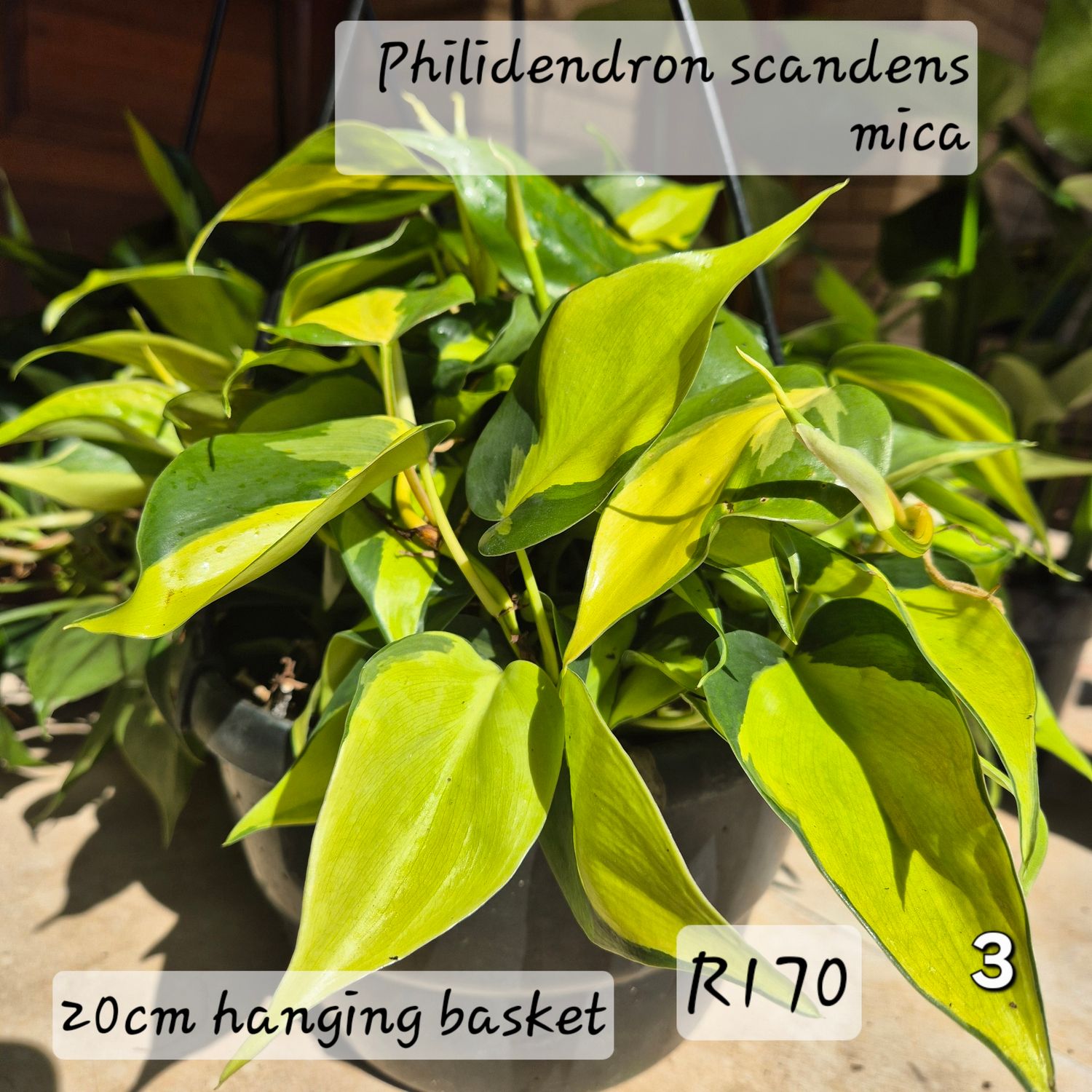 Philidendron scandens mica
