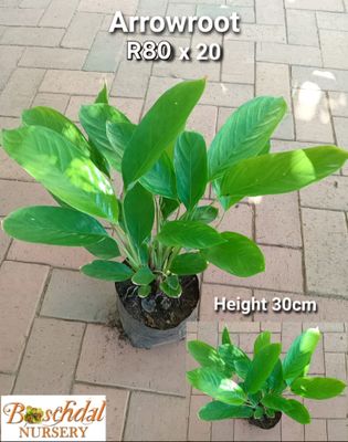 Arrowroot