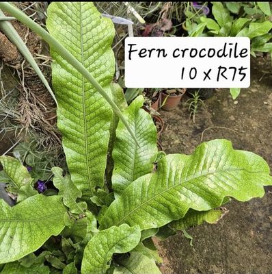 Fern crocodile
