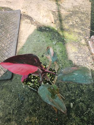 Philodendron Pink Princess Philodendron Pink Princess