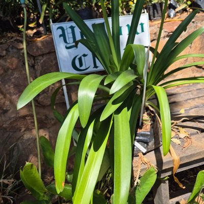 Agapanthus Triangle
