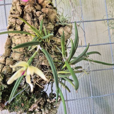 Leptotes bicolour