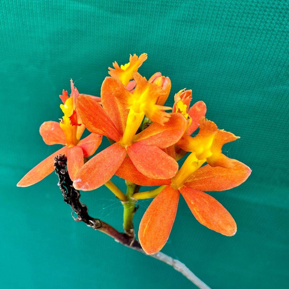 Epidendrum orange